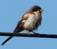 Burmese Shrike