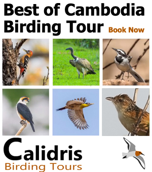 Cambodia Birding Tour