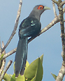 Chestnut-bellied Malkoha