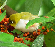 Chestnut-flanked White-eye