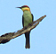 Chestnut-headed Bee-eater