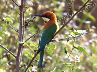 Chestnut-headed Bee-eater