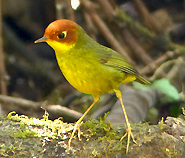 Chestnut-headed Tesia