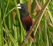 Chestnut Munia