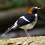 Chestnut-naped Forktail