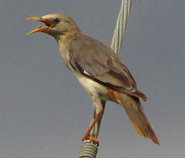 Chestnut-tailed Starling