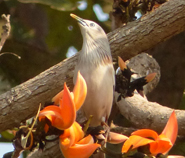 Chestnut-tailed Starling