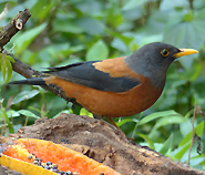 Chestnut Thrush