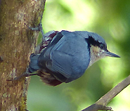 Chestnut-vented Nuthatch