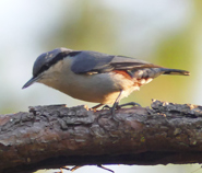 Chestnut-vented Nuthatch