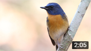 Chinese Blue Flycatcher