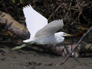 Chinese Egret