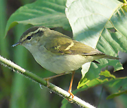 Chinese Leaf Warbler