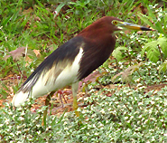 Chinese Pond Heron