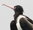 Christmas Island Frigatebird