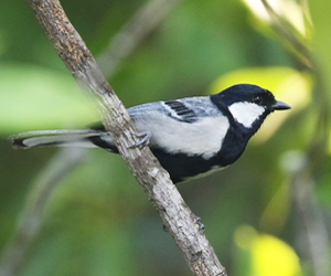 Cinereous Tit