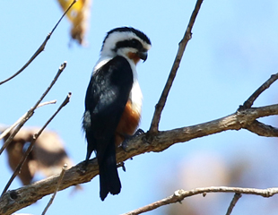 Collared Falconet