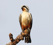 Collared Falconet