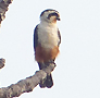 Collared Falconet