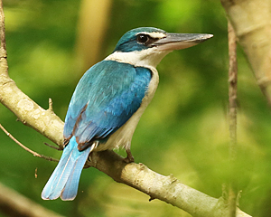 Collared Kingfisher