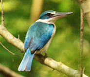 Collared Kingfisher