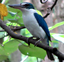 Collared Kingfisher