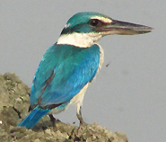 Collared Kingfisher