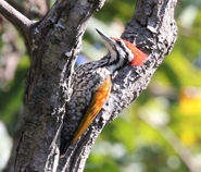 Common Flameback