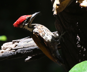 Common Flameback