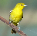 Common Iora