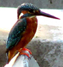 Common Kingfisher