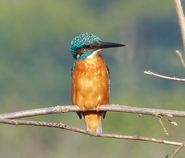 Common Kingfisher