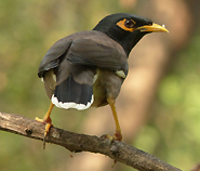 Common Myna