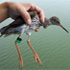 Common Redshank