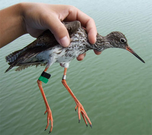 Leg-flagged Common Redshank