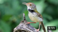 Common Tailorbird