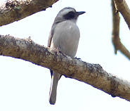 Common Woodshrike