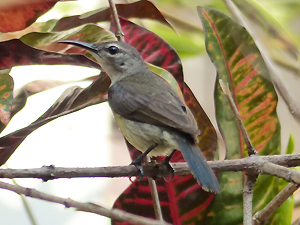 Copper-throated Sunbird