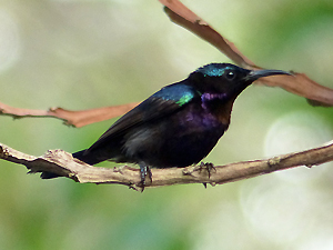 Copper-throated Sunbird