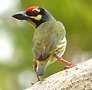 Pink-necked Green Pigeon