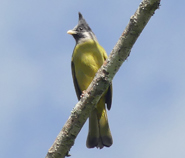 Crested Finchbill