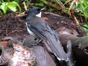 Dark-backed Sibia
