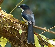 Dark-backed Sibia