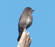 Dark-sided Flycatcher