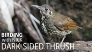 Dark-sided Thrush