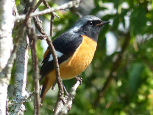 Daurian Redstart