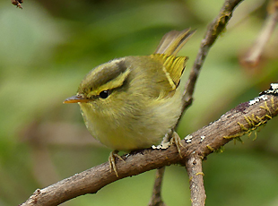 Davison's Leaf Warbler