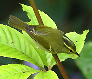 Davison's Leaf Warbler