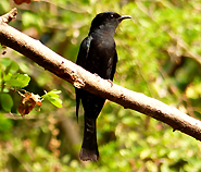 Square-tailed Drongo Cuckoo