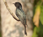 Asian Drongo Cuckoo